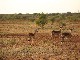 Madikwe Game Reserve