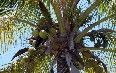 Mauritius Flora and Fauna صور