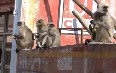 Monkeys on the streets of Jaipur 写真