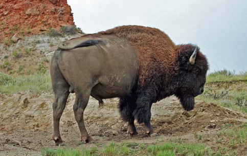 北达科他州:  美国:  
 
 North Dakota Bisons
