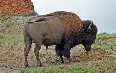 North Dakota Bisons صور