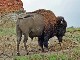 North Dakota Bisons (美国)