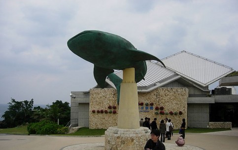  اليابان:  
 
 Okinawa Churaumi Aquarium