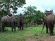 Phou Asa Elephants (لاوس)