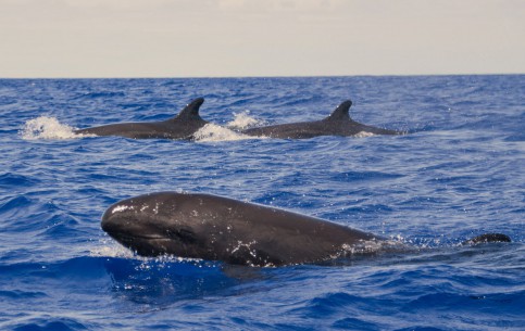  البرتغال:  Azores Island:  
 
 Pico Whale Watching