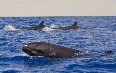 Остров Пику, наблюдение за китами Фото