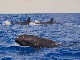 Остров Пику, наблюдение за китами