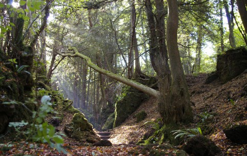  Great Britain:  
 
 Puzzlewood