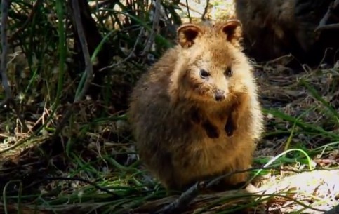  Rottnest Island:  西澳大利亚州:  澳大利亚:  
 
 Quokka at Rottnest Island