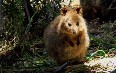 Quokka at Rottnest Island صور