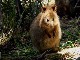 Quokka at Rottnest Island (أستراليا)