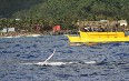 Raro Reef Sub Images