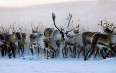 Reindeer in Greenland 图片