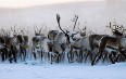 Reindeer in Greenland صور