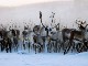 Reindeer in Greenland (デンマーク)