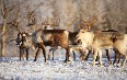 Reindeer in Greenland 写真