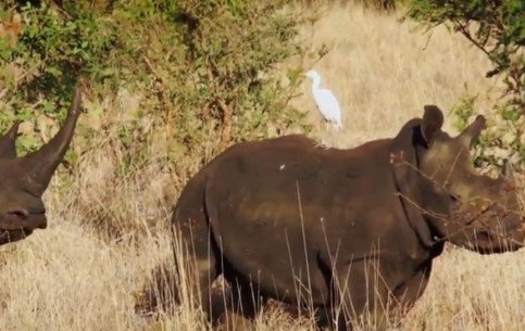 В национальном парке Меру, опустошенном браконьерами во второй половине прошлого века, в настоящее время поголовье носорогов увеличивается с каждым годом