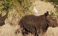 Носороги в Национальном парке Меру Фото