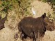 Rhinos in Meru National Park (Kenya)