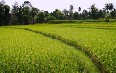 Рисовые поля в Убуде Фото