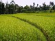 Rice Fields in Ubud (印度尼西亚)