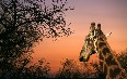Сафари в Мозамбике Фото