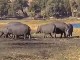 Safari on Chobe river (Botswana)