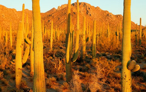 Saguaro National Park is home to saguaros - unique plants that are green and thorny like cactuses but have a skeleton of wood inside.   