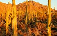 Saguaro National Park Images