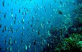 Saint Lucia diving 图片