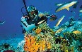 San Andres Island, Diving Images