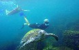 Scuba Diving Rarotonga Images