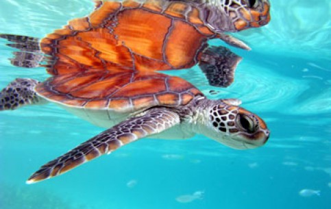  Бора-Бора:  Французская Полинезия:  
 
 Плавание с морскими черепахами 