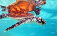Sea Turtle Snorkeling in Bora Bora Images