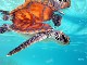 Sea Turtle Snorkeling in Bora Bora