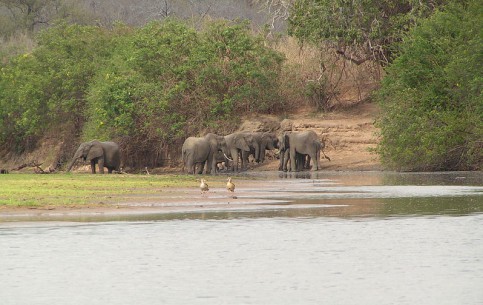  Танзания:  
 
 Национальный парк Селус