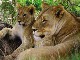 Shamwari Game Reserve (南非)