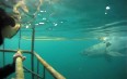 Ныряние с акулами в клетке в Кейптауне Фото