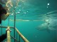Ныряние с акулами в клетке в Кейптауне
