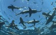 Кормление акул в Голд-Кост Фото