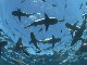 Кормление акул в Голд-Кост (Австралия)