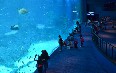 Singapore Aquarium Images