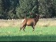 Small Elk Herd in North Bend (الولايات_المتحدة)