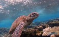 Подводное плавание на острове Леди Элиот Фото