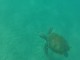 Snorkelling with Sea Turtles in Barbados