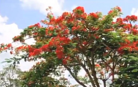  الولايات_المتحدة:  الجزر العذراء الأمريكية:  Saint Croix, U.S. Virgin Islands:  
 
 St. George Village Botanical Garden