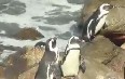 Stony Point Penguin Colony صور