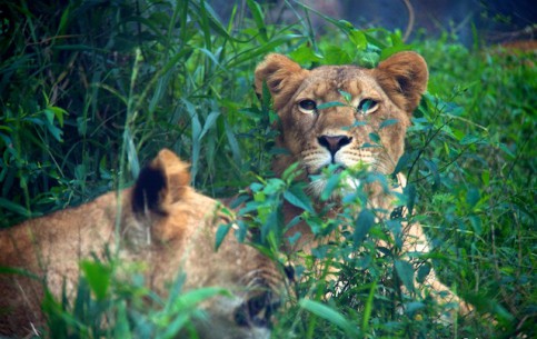  Jakarta:  Indonesia:  
 
 Taman Safari