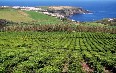 Tea Plantations Images