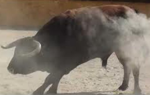 Терсейра известна своей особенной разновидностью корриды, которая называется «тоурада-а-корда», то есть «бой быков с веревкой», и проводится с весны по осень